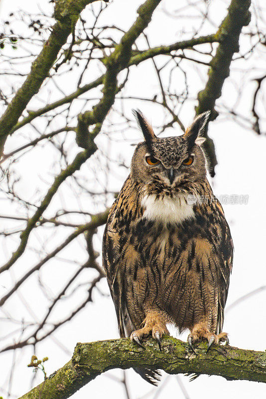 欧亚鹰鸮(Bubo Bubo)坐在树上寻找猎物